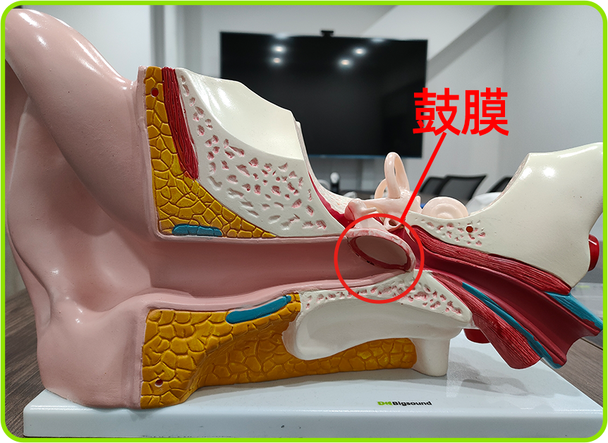 鼓膜.png